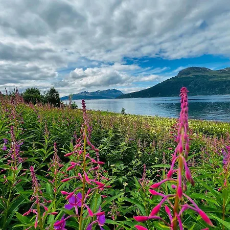 Face Of North * Gratangen