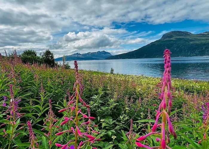 Face Of North * Gratangen